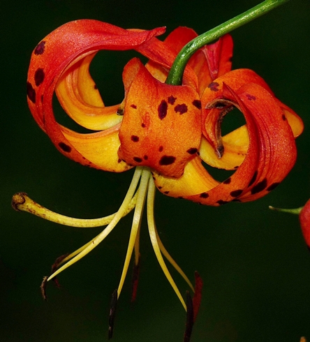 {Lilium superbum}